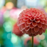 菜菜