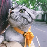 兔子君小姐