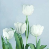 花儿