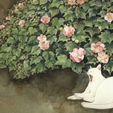 狸奴