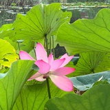 眼镜兔