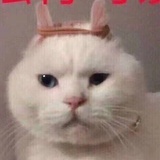 哼哼哈哈