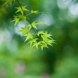 苏一渔