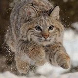 阿阿阿阿阿花呀