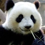 想吃凤梨菠萝
