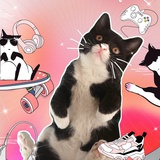你的猫咪朋友