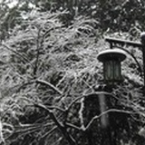 青见鹿