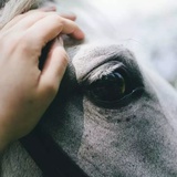 麦田🐎