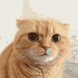 MIA和喵