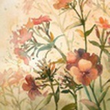 肖莹莹