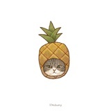 菠萝猫