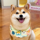 西红柿首富