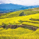山寮北人