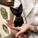 mo
