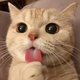 Kitkat