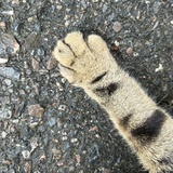 林安