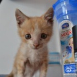 汤姆猫