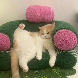 小猫重度依赖