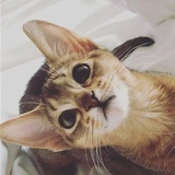 噗啦 飞