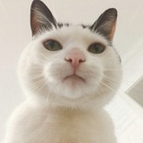 看看17