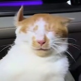 教练我想吃猪蹄