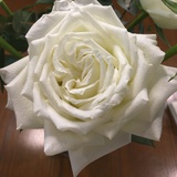 anne