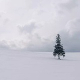 Dervilia