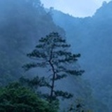 紫木木