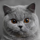 虎皮纱