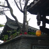 鹭鸶草