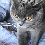 lily