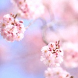 渊渊