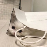 水仙