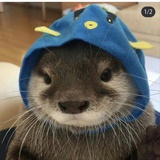 龙舌兰
