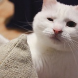 卤蛋君