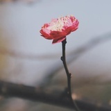 春夏
