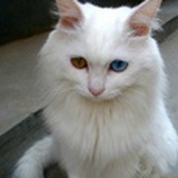 尼尼微