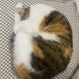 一只想飞的猫