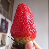 噢芭芭拉