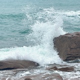 人生海海海带芽