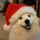 ( ᵒ̴̶̤ꈊ˂̶̤̀ )✧