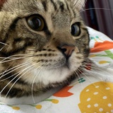 他说，她叫桃子