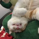 嘎嘣嘎嘣吃豆