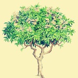 索里