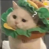锦鲤