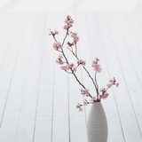 湖边小葵