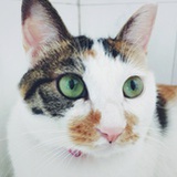 吃葡萄的猫