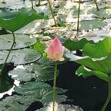 小钢牙
