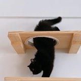 猫士多的德文