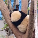 小小虫